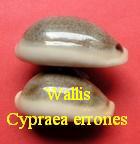 Cypraea errones wallis